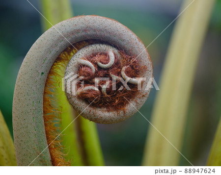 羊歯のゼンマイ 羊歯のゼンマイ 88947624