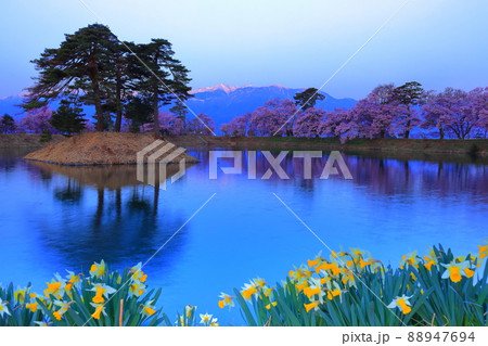 （長野県）井上井月句碑（六道の堤）の桜　早朝 88947694