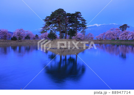 (長野県)井上井月句碑(六道の堤)の桜 早朝 (長野県)井上井月句碑(六道の堤)の桜 早朝 88947714