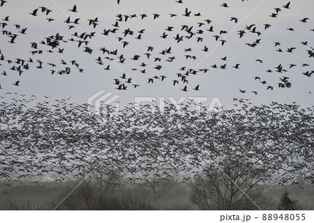 朝日ともにねぐらの湿地から飛び立つ水鳥ガンの群れ 88948055