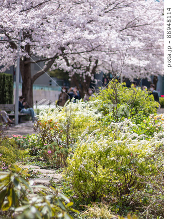 東京ミッドタウンの桜 88948114
