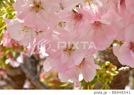 伊勢 横輪桜 伊勢 横輪桜 88948341