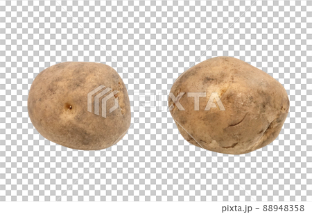 じゃがいも ジャガイモ イラスト リアル 単体 じゃがいも ジャガイモ イラスト リアル 単体 88948358