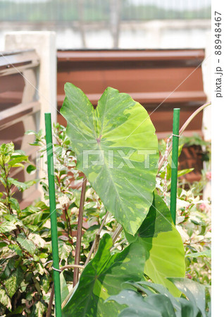 Colocasia esculenta, Lemon Lime Gecko or Colocasia Colocasia esculenta, Lemon Lime Gecko or Colocasia 88948467