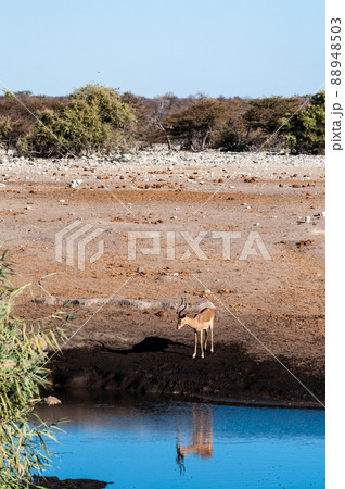 Impalas drinking from a waterhole 88948503