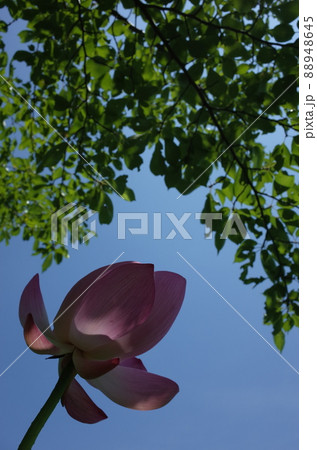 蓮の花（薄ピンク） 88948645