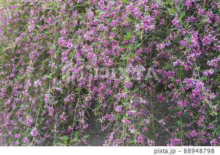 壁に下がる山萩／「山萩の里」埼玉県秩父郡東秩父村 88948798