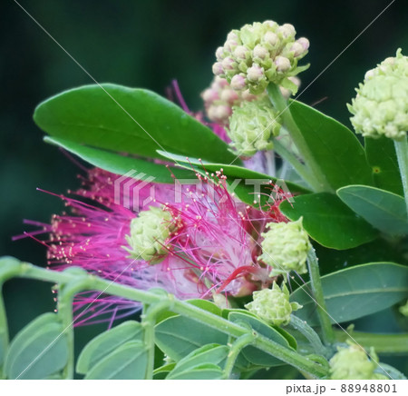 Albizia julibrissin flower bloom on tree 88948801