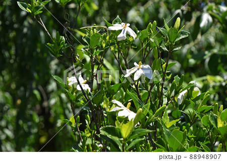 クチナシの花 88948907