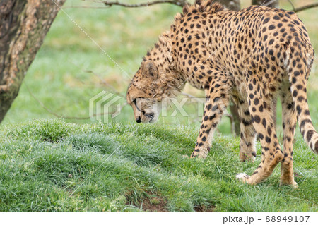 チーター 88949107