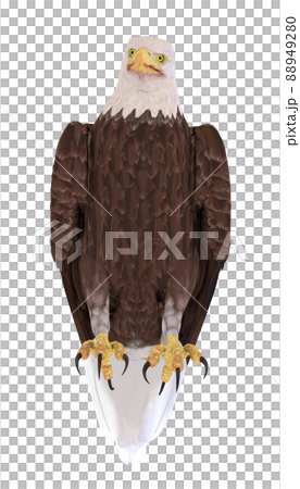 Hakutowashi☆Baekdu Eagle 88949280