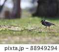 ムクドリの散歩 88949294