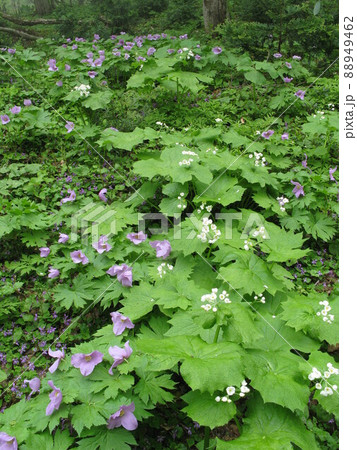 シラネアオイ(紫)とサンヨウカ(白)② シラネアオイ(紫)とサンヨウカ(白)② 88949462