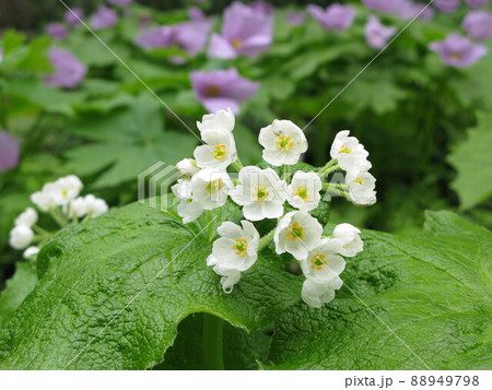 山野草 しらねあおい白 サンカヨウ 山野草 サンカヨウ大株
