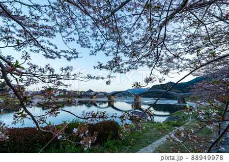 山口県の観光地錦帯橋に夜のライトアップが春のサクラと映し出される 88949978