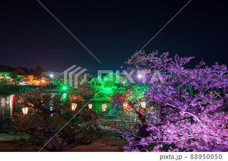 山口県の観光地錦帯橋に夜のライトアップが春のサクラと映し出される 88950050