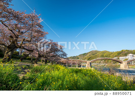 山口県の観光地錦帯橋に夜のライトアップが春のサクラと映し出される 88950071