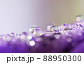 紫色の花の上で遊ぶたくさんの水滴 88950300