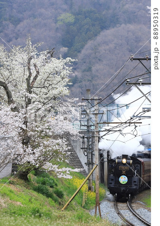 秩父鉄道「桜咲く風景を走るSLパレオエクスプレス号」 秩父鉄道「桜咲く風景を走るSLパレオエクスプレス号」 88950319