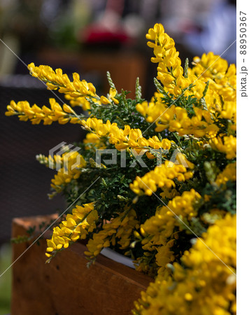 東京ミッドタウンの花風景の写真素材