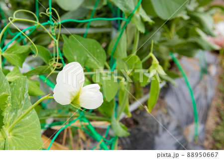 4月の家庭菜園のスナップエンドウの花と実 4月の家庭菜園のスナップエンドウの花と実 88950667