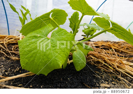4月の家庭菜園で定植したカボチャの苗 4月の家庭菜園で定植したカボチャの苗 88950672