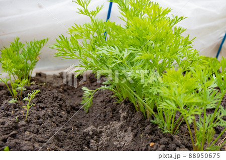 4月の家庭菜園で種子から発芽した人参の苗 88950675