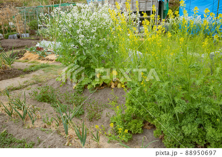 4月の家庭菜園で育ちすぎて咲いた大根の花と春菊の花 88950697