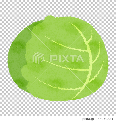 アナログ風のキャベツのイラスト 88950884