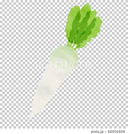 Illustration of analog-style radish Illustration of analog-style radish 88950889