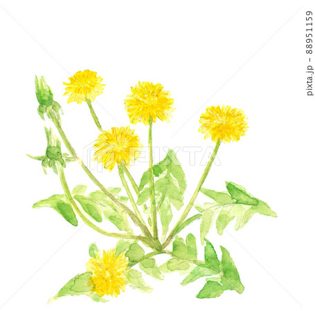 野に咲くタンポポ の花と蕾【手描き水彩画】白バック 透過背景 コピースペースあり 野に咲くタンポポ の花と蕾【手描き水彩画】白バック 透過背景 コピースペースあり 88951159