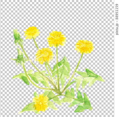 Dandelion flowers and buds blooming in the field [Hand-painted watercolor] White background Transparent background Copy space available 88951159