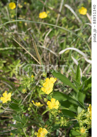 春の野原に咲くカワラサイコの花 88951340