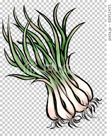 島らっきょう_アナログ風イラスト 88952455
