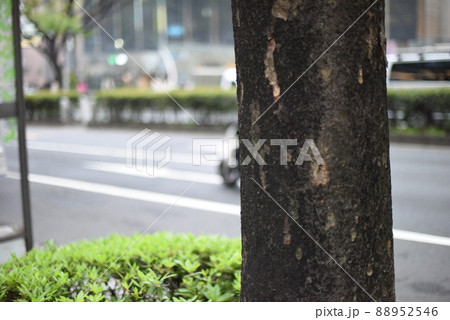 街路樹と道路 街路樹と道路 88952546
