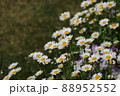 春の花 88952552