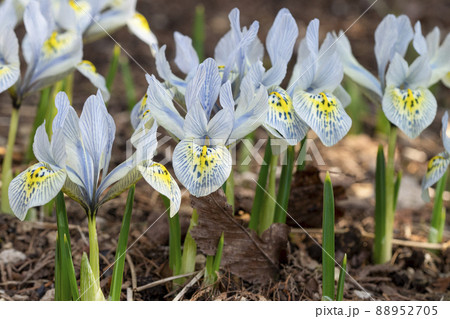 ミニアイリス　キャサリンホドキン　アヤメ科 88952705