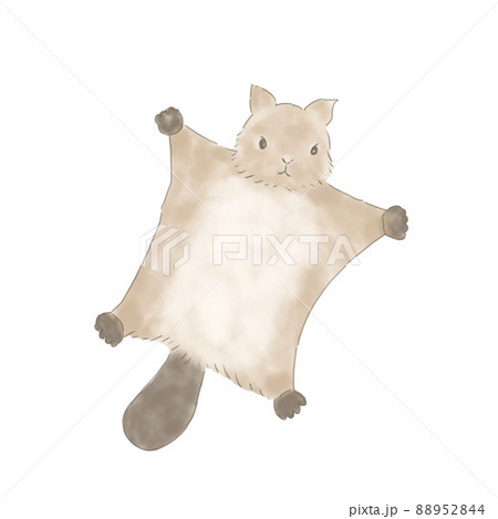 ムササビ ムササビ 88952844