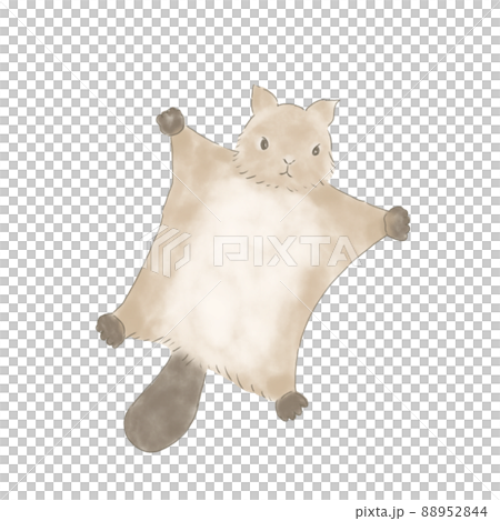 ムササビ ムササビ 88952844