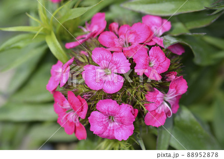 Sweet William Sweet William 88952878