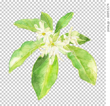 仏花として使われるシキミ 　樒  しきび 【手描き水彩画】白バック 透過背景  88953274