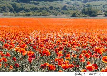 Large Field with red poppies and green grass at sunset. Beautiful field scarlet poppies flowers with selective focus. Red poppies in soft light. Glade of red poppies. Soft focus blur. Papaver sp. 88953299