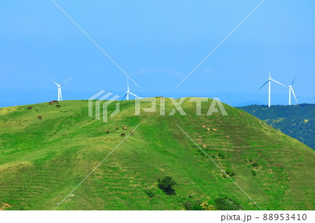 【宮崎県】快晴下の都井岬（御崎馬の放牧）　 88953410