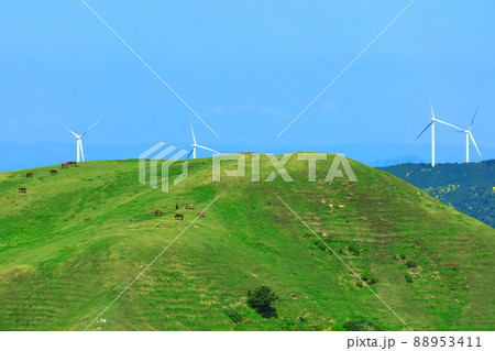 【宮崎県】快晴下の都井岬（御崎馬の放牧）　 88953411