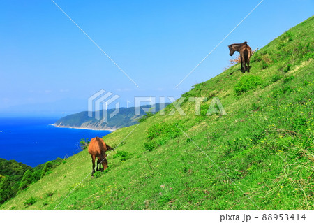 【宮崎県】快晴下の都井岬（御崎馬の放牧） 88953414