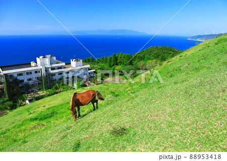 【宮崎県】快晴下の都井岬(御崎馬の放牧) 【宮崎県】快晴下の都井岬(御崎馬の放牧) 88953418