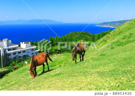 【宮崎県】快晴下の都井岬（御崎馬の放牧） 88953430