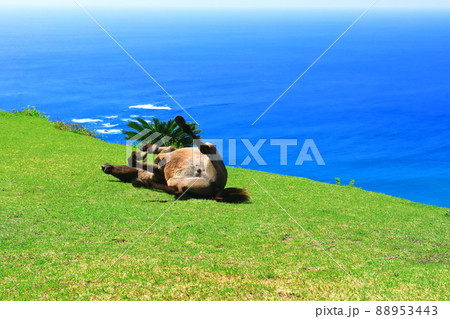 【宮崎県】快晴下の都井岬（御崎馬の放牧） 88953443