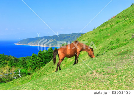 【宮崎県】快晴下の都井岬（御崎馬の放牧） 88953459