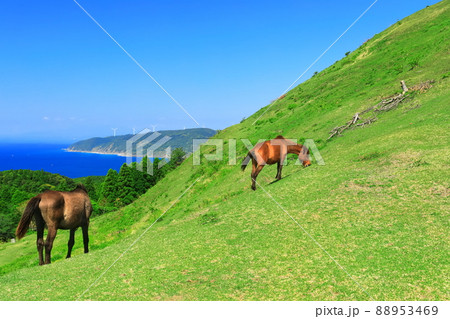 【宮崎県】快晴下の都井岬（御崎馬の放牧） 88953469
